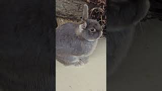 The Rabbits Campbelltown Australia [upl. by Hama]