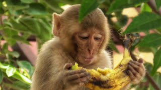 Little Monkey Eating Banana [upl. by Bearnard]