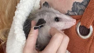 Rescue possum sweetly kisses woman who saved him [upl. by Leirol]