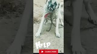 Dog barking videos statusytshortsfunnyanimal youtubeshorts [upl. by Stefan38]