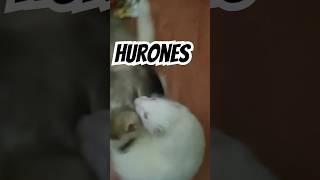 Hurones jugando pets [upl. by Broddy]