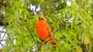 Male Cardinal Sings His Heart Out 31814 [upl. by Sitoiganap]