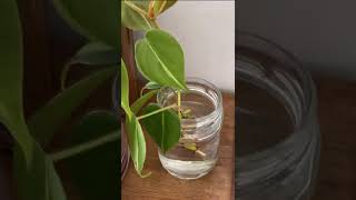 Easy Plants to Propagate in Water shorts [upl. by Ynitsed]