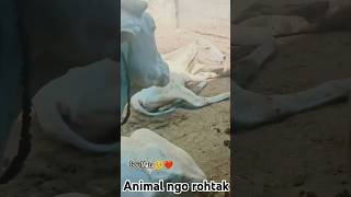 लाचार गौ माता की सेवा करते हुए animal ngo rohtak ki team [upl. by Newcomb]