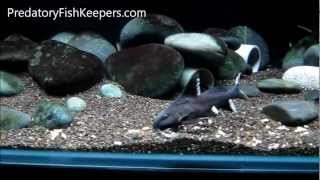 RARE Synodontis granulosus and other Lake Tanganyika Catfishes [upl. by Ideih]