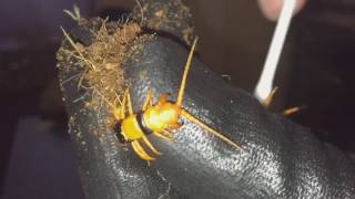 Scolopendra Hardwickei Indian Tiger Centipede Handling And Removing Mites [upl. by Hakceber764]