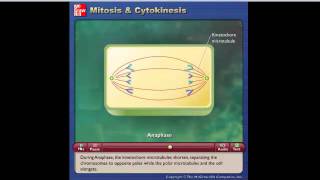 La celula Mitosis y Citoquinesis [upl. by Nillor]