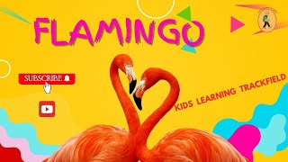 Flamingo [upl. by Eyma]