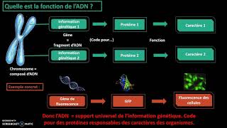 Vidéo bilan fin de chapitre  LADN support de linformation génétique [upl. by Zebulon]