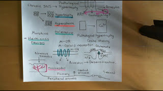 G Protein Coupled Receptors Part 8 [upl. by Nicolas811]