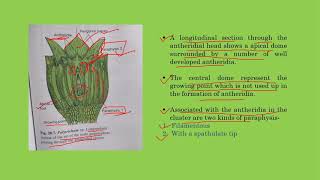 Polytrichum  Antheridium [upl. by Aikel]