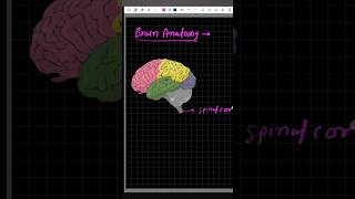 ANATOMY NOTES TAKING shorts ytshorts youtubeshorts [upl. by Essirahs]