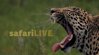 safariLIVE  Sunrise Safari  Jan 15 2017 [upl. by Lesoj]