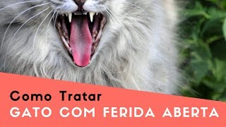 SARNA EM GATOS Causas Sintomas e Tratamento [upl. by Boulanger826]