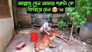 আল্লাহ যেন আমার গরুটা কে ফিরিয়ে দেন 😥🐄 [upl. by Emmer]