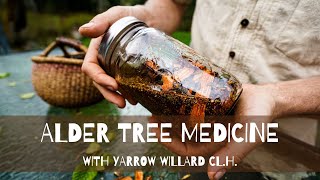 Alder Tree Medicine [upl. by Layor]