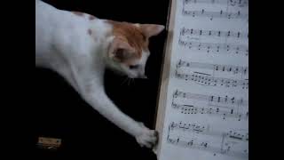 Paws on Keys Cat Pianist with Purrsonality [upl. by Brechtel]