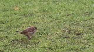 Hopping sparrows in the lawn [upl. by Virginia622]