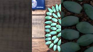 Propagate succulents from leaves Plastic Bottle craft ideasplants succulents gardening [upl. by Lrac]