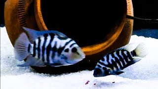 Convict Cichlid Care amp Tank Set up Guide [upl. by Yetty909]