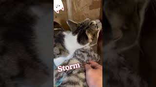 Storm the cat brewing up a storm while wrestling with teddy [upl. by Uhayile]