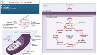 Biology and Biochemistry Citric Acid Cycle Overview [upl. by Kelcy]