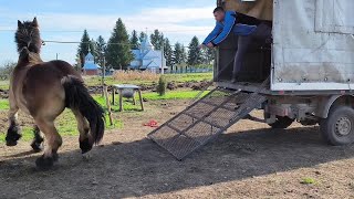 POLSKI ARDEN ФЕНЕЗІЯ ПОЇХАЛА ДО НОВОГО ГОСПОДАРЯІ ЩЕ ОДНА ВОРОНА КРАСУНЯ ЗНАЙШЛА НОВОГО ГОСПОДАРЯ [upl. by Onifled947]