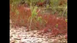 unique red Drosera filiformis in Florida [upl. by Aznofla]