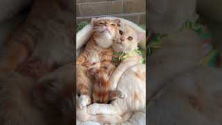 Cat lover shortvideo animals petlovers cute doglover shorts pets dogowner birdslover [upl. by Atnohs]