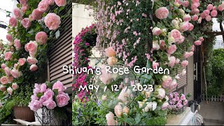 202312 Shiuan’s Rose Garden （512 花園日記（直立版）ClPierre de RonsardOldFantinLatourClYumeotome [upl. by Arden]