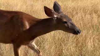 Deer Family 🦌 Little One and Micro Rabble Rousing [upl. by Samalla914]