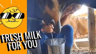 Cow milking by hand  Work On The Dairy Farm  cow milking video [upl. by Melisent]