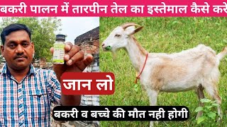 बकरी व बच्चे की जान बचाने वाला तारपीन तेल  How to use turpentine oil in goat rearing turpentineoil [upl. by Nissa385]