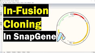 Simulating InFusion Cloning In SnapGene [upl. by Llieno631]