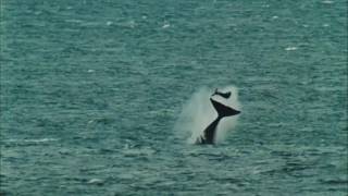 Ballena Orca lanzando a su presa por los aires [upl. by Analeh]