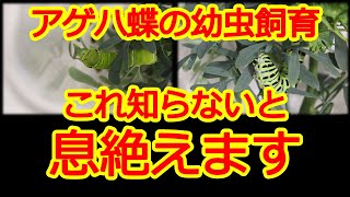 アゲハ蝶の幼虫飼育をしたい人必見！食べる葉っぱを解説！キャベツは食べる？エサを変えても大丈夫？ [upl. by Kerk]