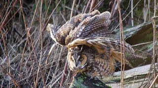 Awakening A Longeared Owl comes to Life [upl. by Beverley]