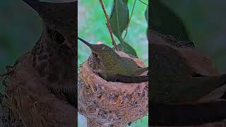 quotTiny Wonders The Life of a Hummingbird NestquotBirdWatchingBirdLoversBirdPhotography [upl. by Sido]