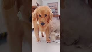 DogI fell for it狗狗：上当了 goldenretriever pets cute retriever cutedog funny [upl. by Ragg]