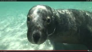 Sea lion underwater [upl. by Eggleston248]