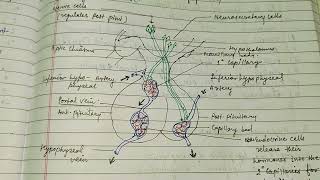 Hypothalamic control of endocrine system hypothalamus endocrinegland alkaranigupta8791 [upl. by Ong963]