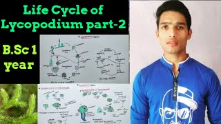 Life cycle of Lycopodium  Reproduction in Lycopodium part2 [upl. by Rot]