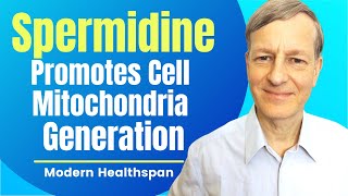 Spermidine Promotes Cell Mitochondria Generation  Review By Modern Healthspan [upl. by Arodaeht122]