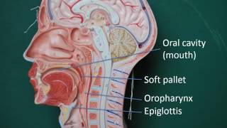 Gastrointestinal anatomy and physiology Part 2 [upl. by Acinyt]