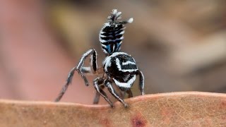 Peacock Spider 17 Maratus sceletus [upl. by Showker]