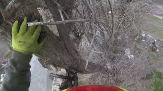 shorts tree trimming in Casper Wy by the best arborist around at Apex Tree Management climbing [upl. by Judd]