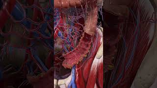 Diverticulitis 3d animation anatomy 3d [upl. by Shorter]