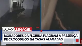 Crocodilos são flagrados em casas alagadas após passagem do Furacão Milton I Bora Brasil [upl. by Pubilis384]