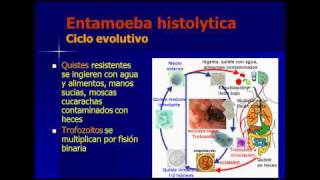 ENTAMOEBA HISTOLYTICA  ENTAMOEBA COLI parasitologia español [upl. by Omari]