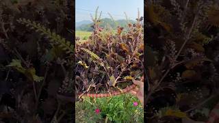 Harvesting perilla perilla tea hachigarden bepco21 garden harvest vegetables tea [upl. by Rma567]